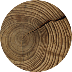 2019 Annual Report Tree Ring.